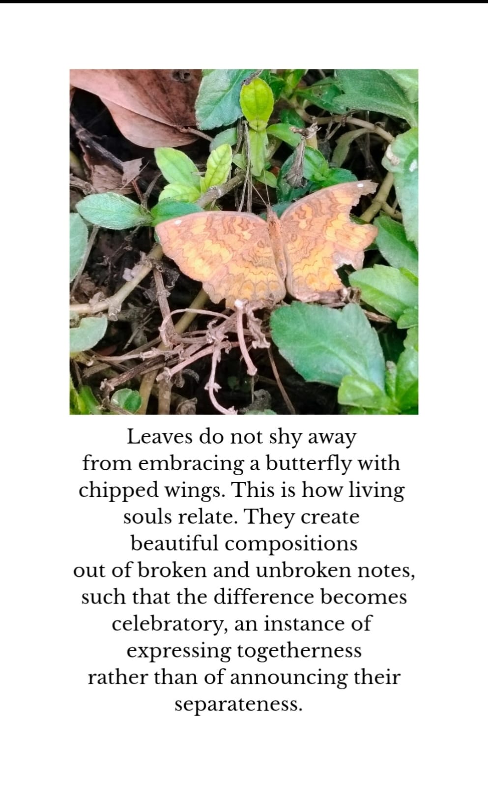 A butterfly with chipped wings resting among green leaves